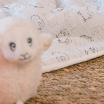 Cover with small sheep present